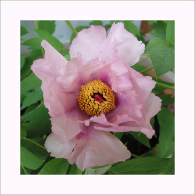 P._SUFFRUTICOSA_V.jpg