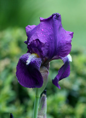 St_Irisgermanica240407.jpg