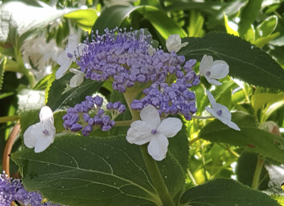20180806_111252-3.JPG