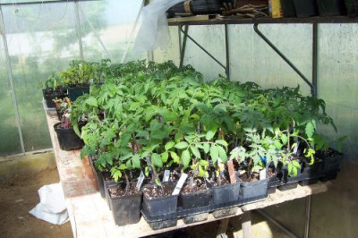 000_1567_Tomatenwildnis.jpg