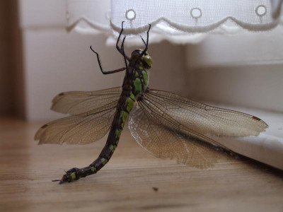 DSCF5486.JPG