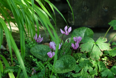 DSCF6680_3336.JPG