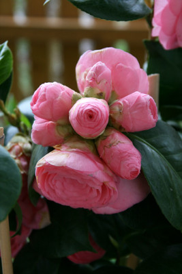 K_Ca_240407.jpg