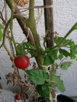 03_27_wintertom._aus_06.jpg