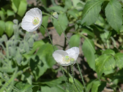 CIMG0730.JPG