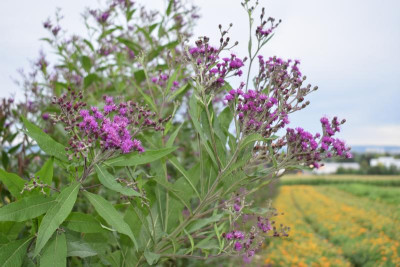 LB Solidago 008.JPG