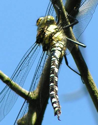 Aeshna_spec_-_Mosaikjungfer-Junglibelle_01c.jpg