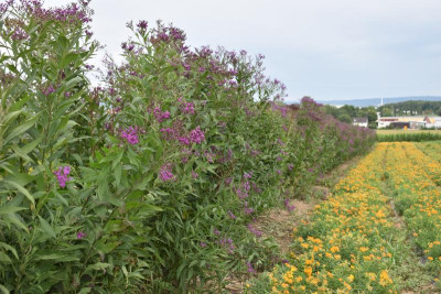 LB Solidago 009.JPG