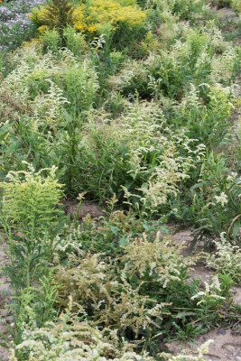LB Solidago 016.JPG