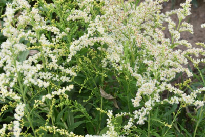 LB Solidago 017.JPG