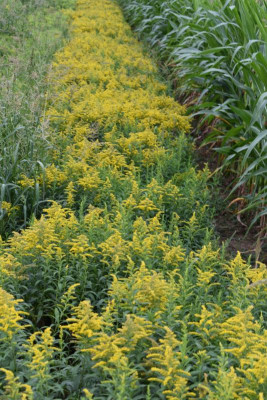LB Solidago 019.JPG