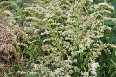 LB Solidago 015.JPG