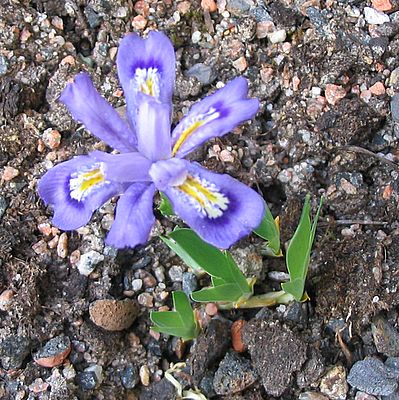Iris_lacustris_fars_2007.jpg