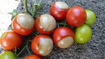 Tomaten 2018.jpg