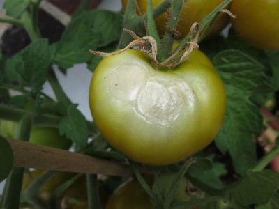 Lime Green Salad_7293.jpg