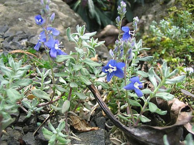Veronica_macrostachya_fars_2007.jpg