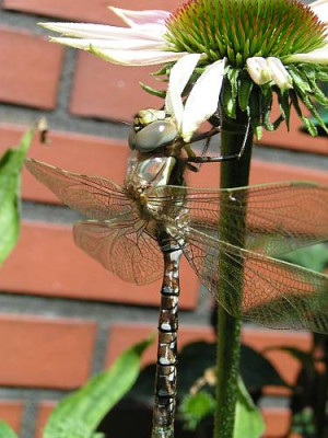 Aeshna_spec_-_Mosaikjungfer-Junglibelle_02a.jpg