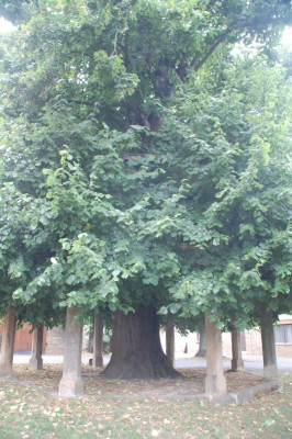 DSC_3450Limmersdorf.JPG
