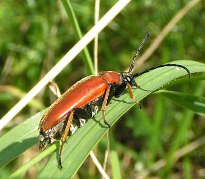Leptura_rubra_-_Rothalsbock_w01.jpg