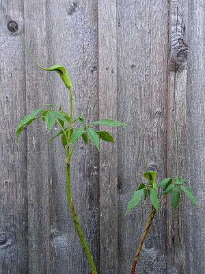 arisaema_tortuosum_06.jpg