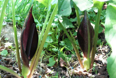 arum_elongatum_VH.jpg