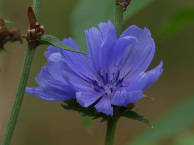 Cichorium.JPG