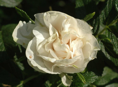 A2965a_Large.JPG