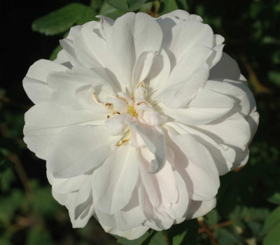 A2968a_Large.JPG