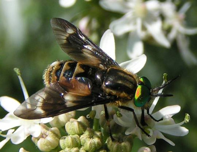 Chrysops_relicuts_-_Bremse_01.jpg