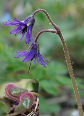 04270013_eSoldanella_villosa.JPG