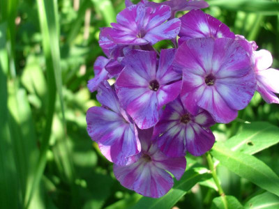 IMGP8392.JPG