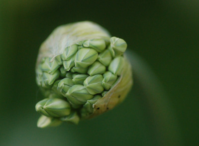 Allium-Buchsbeet-gruen.jpg