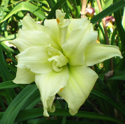 maymont Double 2.jpg