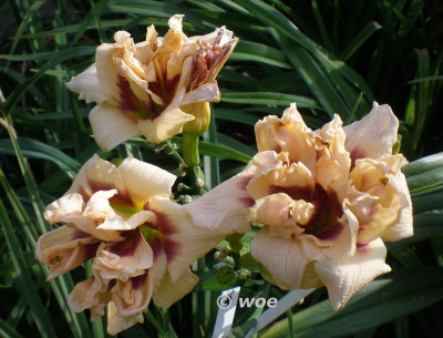 roswitha clump.jpg