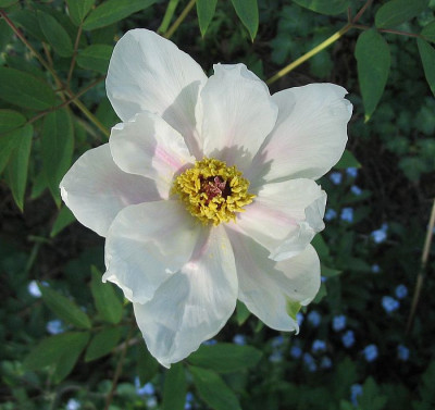 Paeonia_ostii_fars_2007.jpg