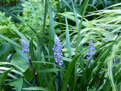 2018-08-10 Liriope muscari 'Moneymaker'.jpg