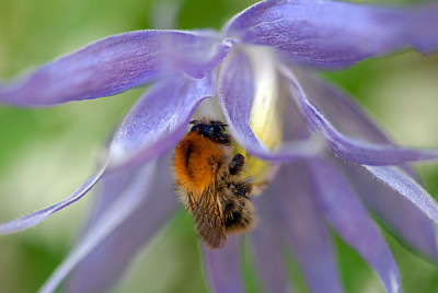 maidwell-biene.jpg