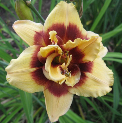 GT01-KL14.10 Mount Helena X Cherry i. Ch _6592.jpg
