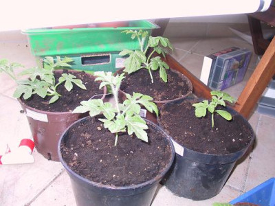 melone2007.JPG