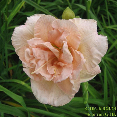 GT06-KR23.23 GT02-KL29.14 Janice Brown x Sachsen Contrast X Land Of Cotton_6417_r1.jpg