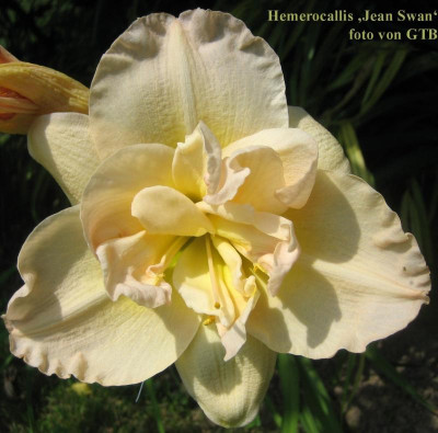Jean Swan_6999.jpg