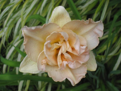 Jean Swann_6686.jpg