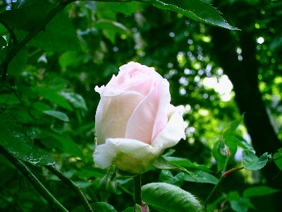 SdlMclb27041.jpg
