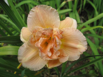 Siloam Double Classic_6640.jpg