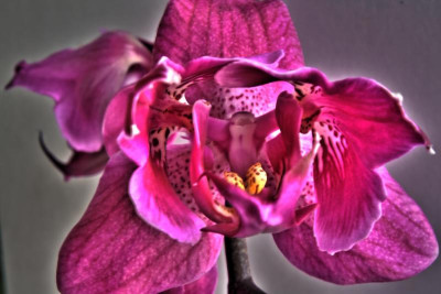 Phal.3Lip..jpg