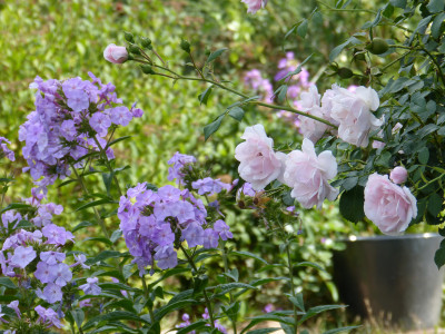 2018-08-11 Gartenimpressionen 1.jpg