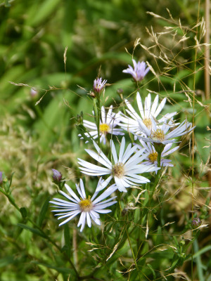 2018-08-11 Gartenimpressionen 4.jpg