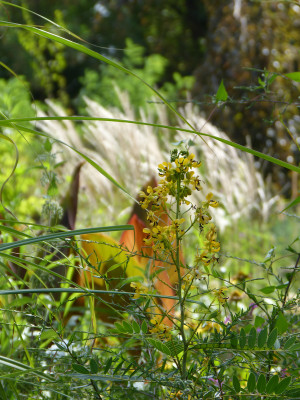 2018-08-11 Gartenimpressionen 5.jpg