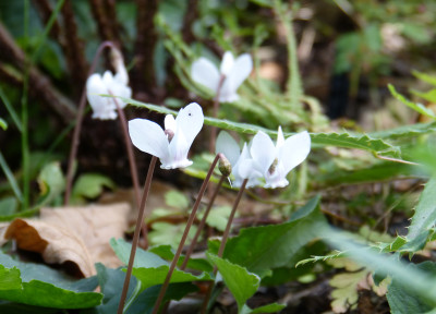 2018-08-11 Cyclamen hederifolium.jpg