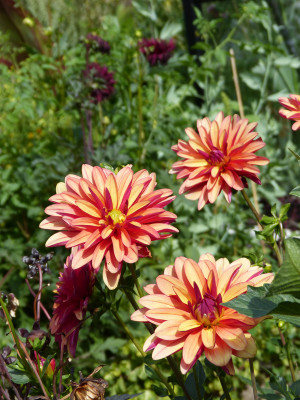 2018-08-11 Dahlie 'Jescot Julie'.jpg